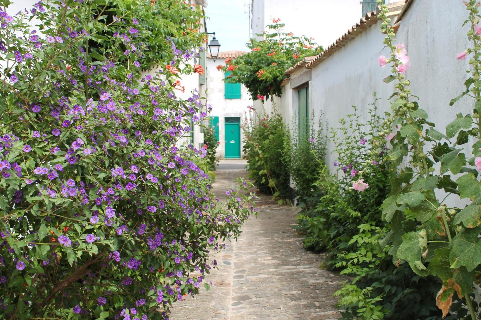 Le Clos Des Vieux Moulins La Flotte Bagian luar foto